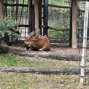 Eastern Bongo