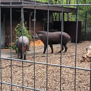 Brazilian Tapirs