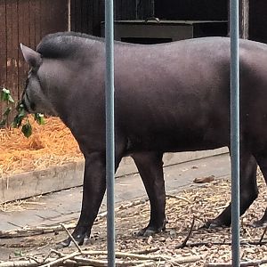 Brazilian Tapir