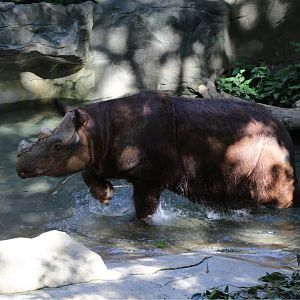 Harapan getting out of the pool, June 2015