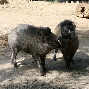 Visayan Warty Pigs, June 2015