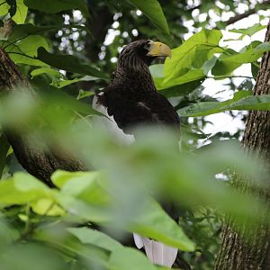 Steller's Sea Eagle