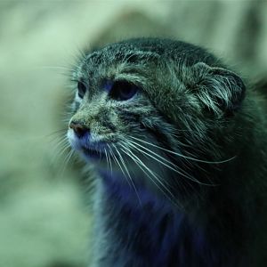 Pallas's Cat