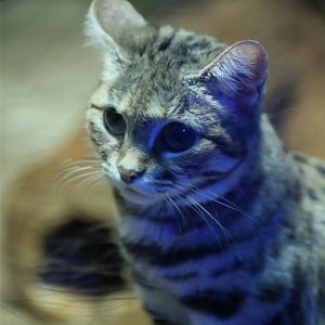 Black-footed Cat