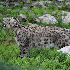 Snow Leopard