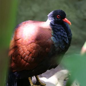 Pheasant Pigeon