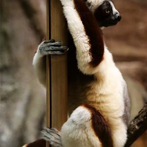 Coquerel's Sifaka