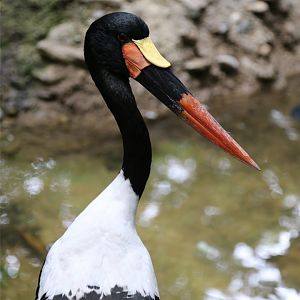 Saddle-billed Stork, June 2015
