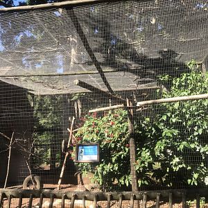 Great Indian Hornbill Exhibit