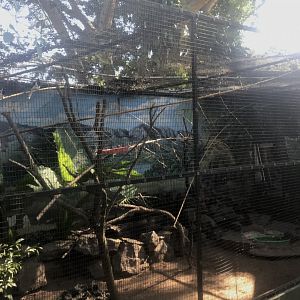 White-Tailed Jay/Golden Pheasant/Grey-Capped Emerald Dove