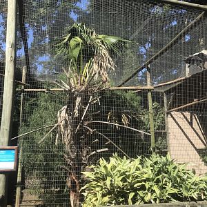 King Vulture Exhibit