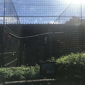 Lesser Sulfur-Crested Cockatoo Cage