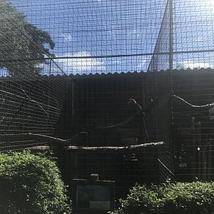 Green-Winged Macaw Cage