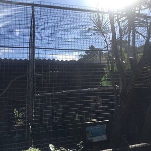 Vinaceous Amazon Cage