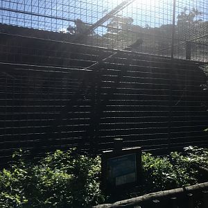 Lesser Palm Cockatoo Cage