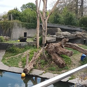 Andean Bear Enclosure