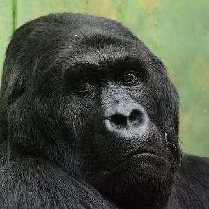 Eastern lowland gorilla (Gorilla beringei graueri)