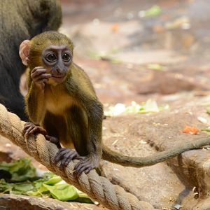 Hamlyn's monkey (Cercopithecus hamlyni)