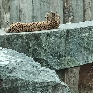 Female Cheetah