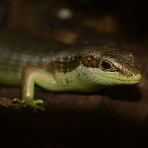 Senegal mabuya (Trachylepis affinis)