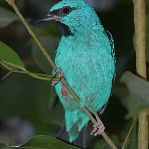 Blue dacnis (Dacnis cayana)