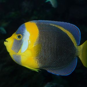 Scribbled angelfish (Chaetodontoplus duboulayi)