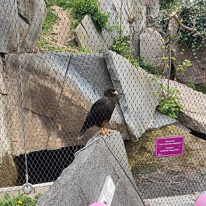 Striated Caracara