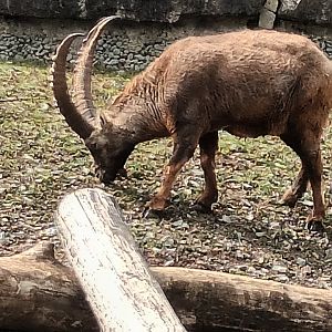 Alpine Ibex