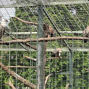 Eurasian Griffon Vultures