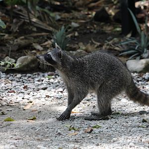 Crab-eating Raccoon