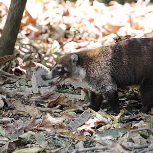 White-nosed Coati