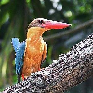 Wild Stork-billed Kingfisher (Pelargopsis capensis)
