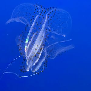 Spotted comb jelly