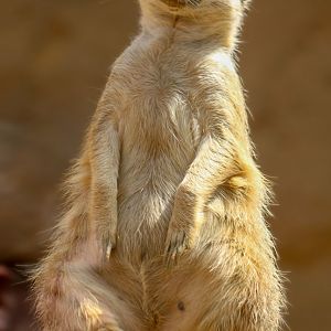 Apr. 2022 - Deserts - Meerkat