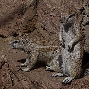 Cape ground squirrel (Geosciurus inauris) (04/22)