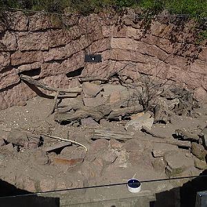 Cape ground squirrel enclosure (04/22)