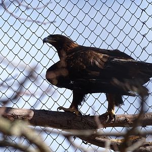 Golden eagle (Aquila chrysaetos) (04/22)
