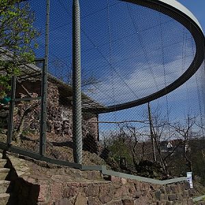 Golden eagle enclosure (04/22)