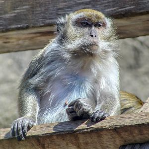 Apr. 2022 - Oceans - Long-tailed Macaque