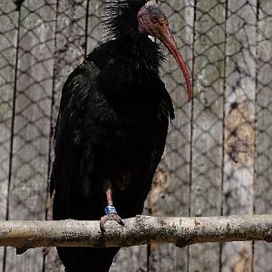 Northern bald ibis (Geronticus eremita) (04/22)