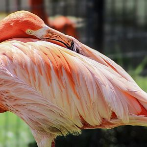 Apr. 2022 - Flights of Fancy: A Brilliance of Birds - Caribbean Flamingo