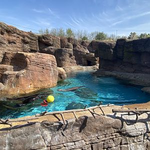 Apr. 2022 - Oceans - Grey Seal/California Sea Lion Exhibit