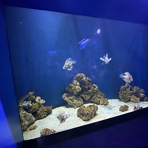 Apr. 2022 - Oceans - Lionfish Tank