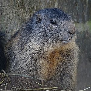 Alpine marmot (Marmota marmota marmota) (04/22)