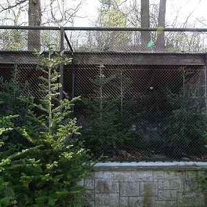 Song thrush enclosure (04/22)