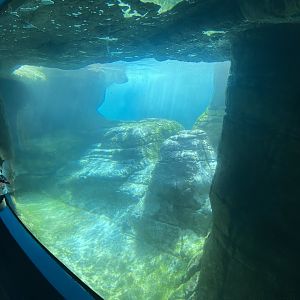 Apr. 2022 - Oceans - Seal/Sea Lion Underwater Viewing