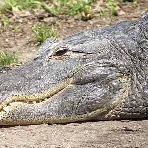 Apr. 2022 - Alligators & Crocodiles: The Fight to Survive - American Alligator