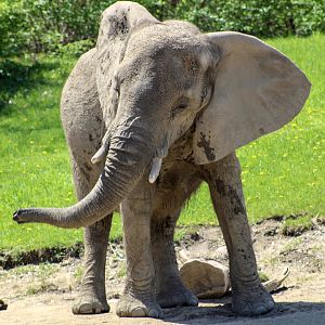 Apr. 2022 - Plains - African Elephant