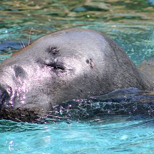 Apr. 2022 - Oceans - Grey Seal