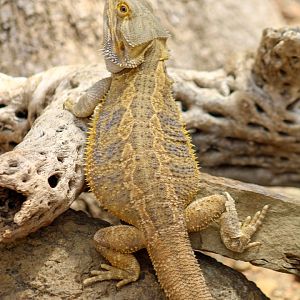 Apr. 2022 - Deserts - Bearded Dragon